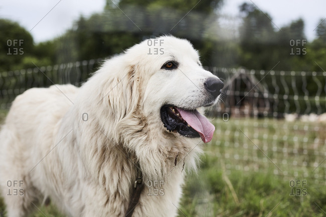Great Pyrenees dog standing outside