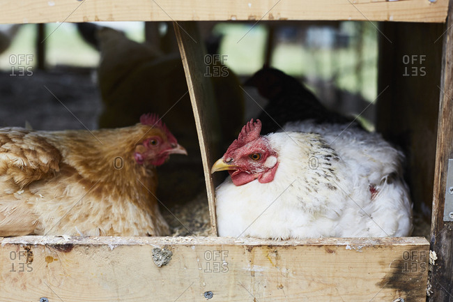 Chickens in a wood coop