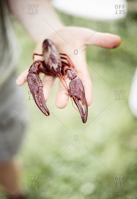 Person holding a crawfish