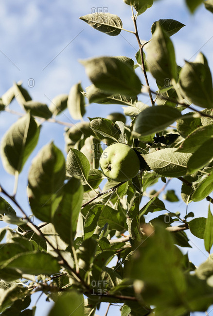 Green apple on a tree branch