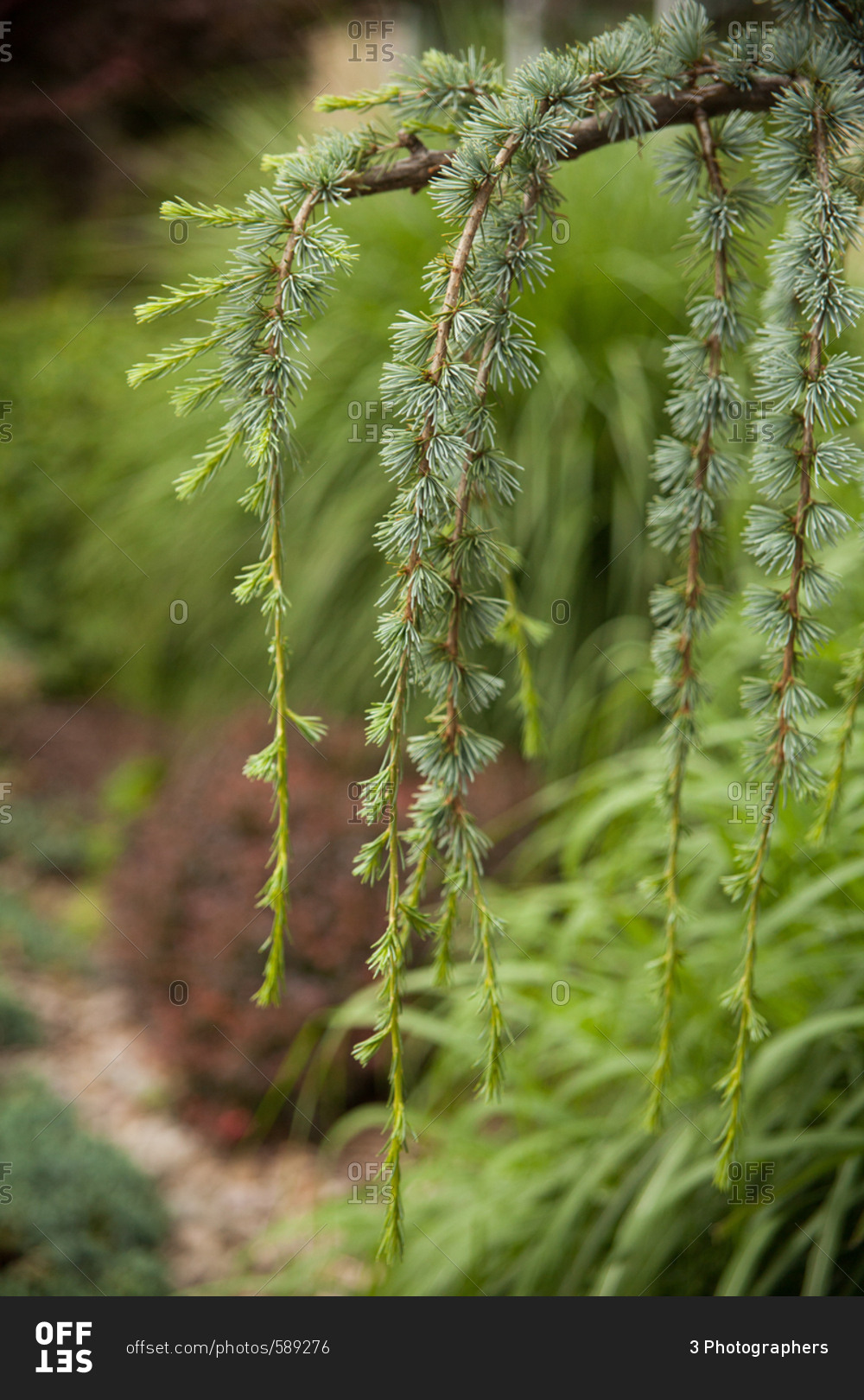 Branches of a weeping evergreen tree in a garden stock photo OFFSET