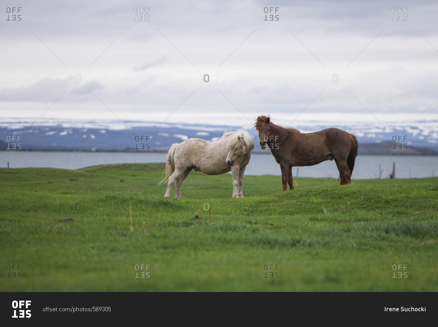 Two Icelandic horses standing in a grassy field