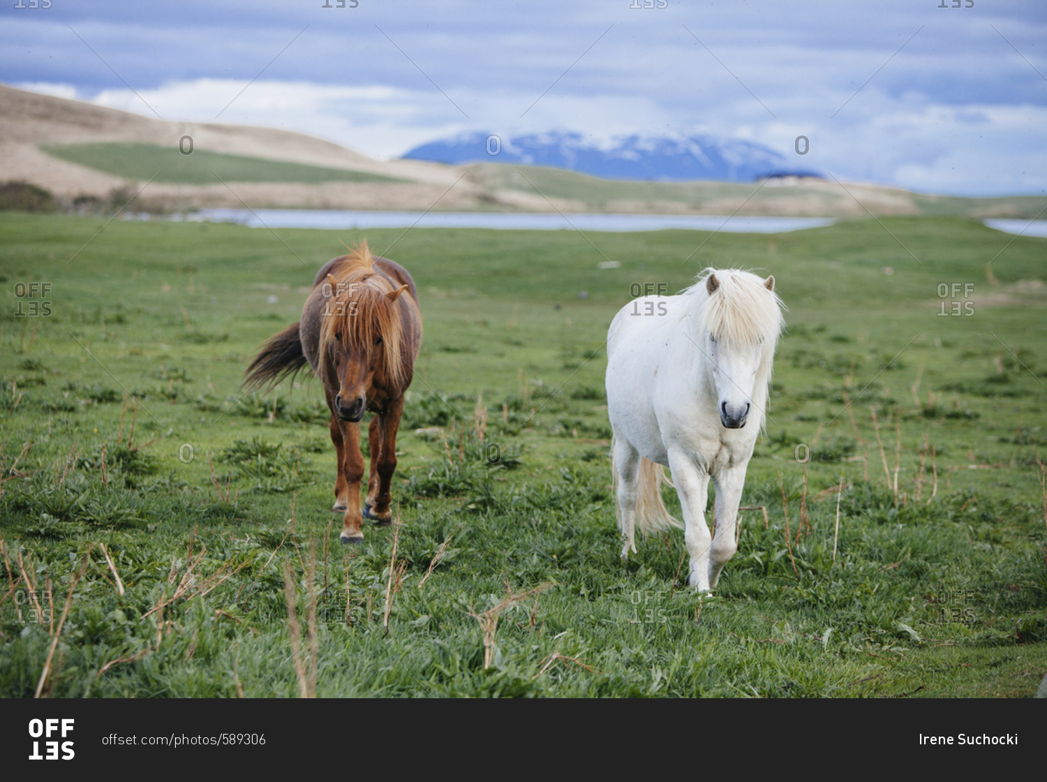 Two Icelandic horses walking towards the camera