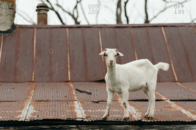 Goat climbing on metal roof on a farm