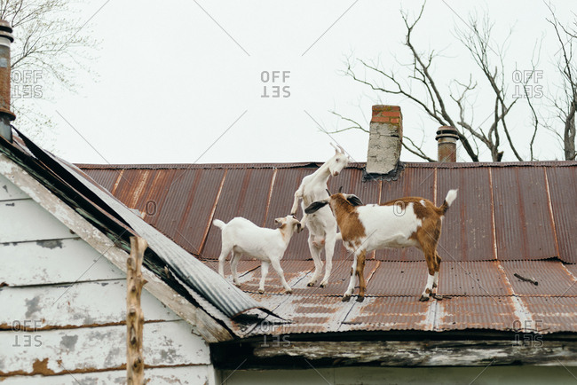 Three goats on a metal roof on a farm