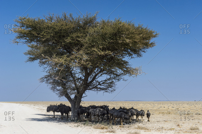 Wildebeests under an acacia tree in the Etosha National Park, Namibia, Africa
