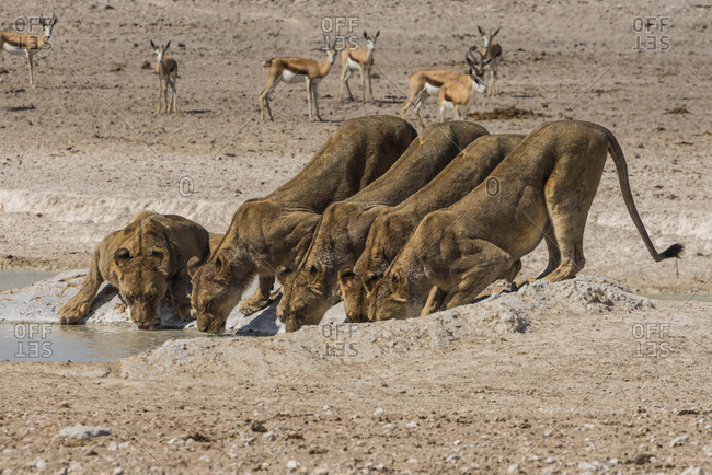 Lions (Panthera leo) at a waterhole in the Etosha National Park, Namibia, Africa