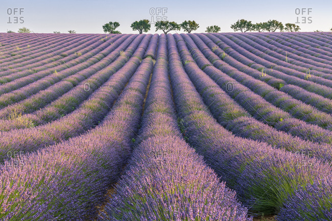 Lavender rows, Plateau de Valensole, Alpes-de-Haute-Provence, Provence-Alpes-Cote d\'Azur, France, Europe