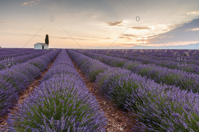 Rural house with tree in a lavender crop at dawn, Plateau de Valensole, Alpes-de-Haute-Provence, Provence-Alpes-Cote d\'Azur, France, Europe