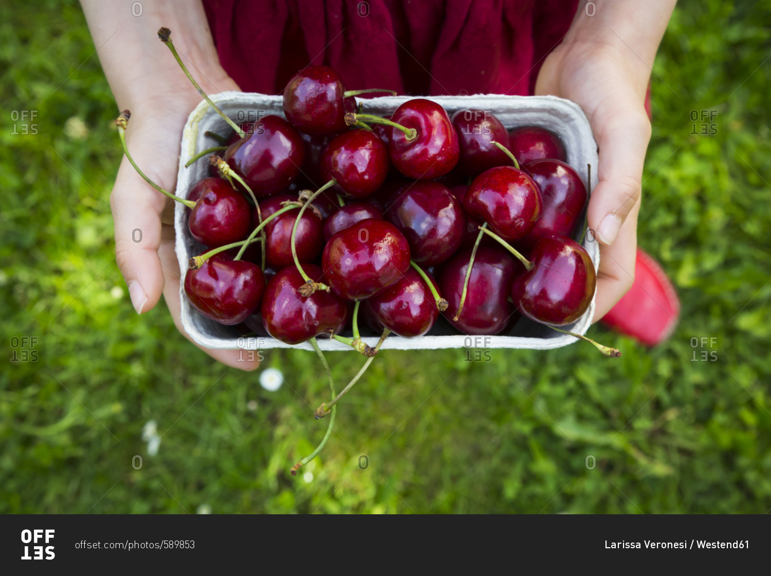 Girl's hands dress holding cardboard box of cherries- close-up