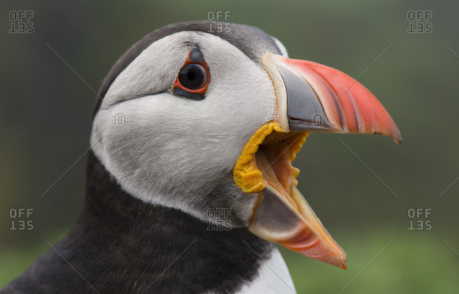 UK- England- Skomer- screaming Atlantic puffin
