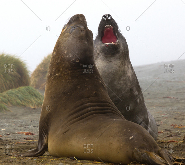 Elephant Seals fight on the beach, north east side of Macquarie Island, Southern Ocean