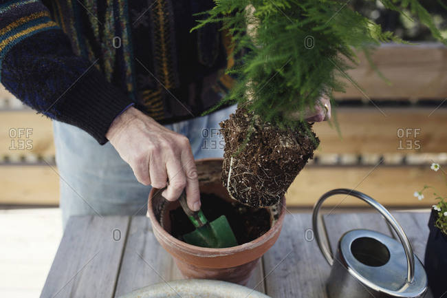 Midsection of senior man planting plant in pot at table