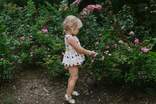 Toddler girl by flower bush