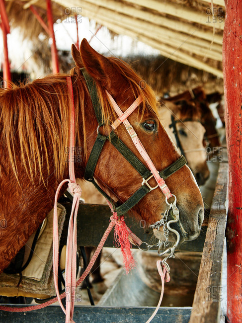 A horse standing in stall
