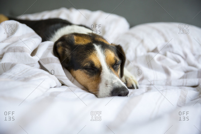 A dog wrapped in sheets sleeping on a bed