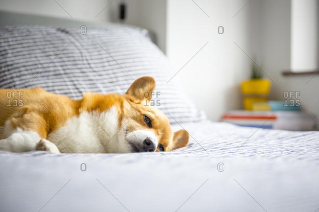 A corgi relaxing and sleeping on a bed