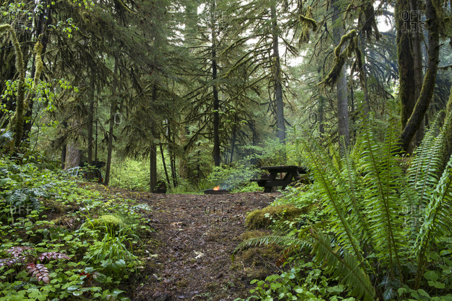 Trees growing in forest