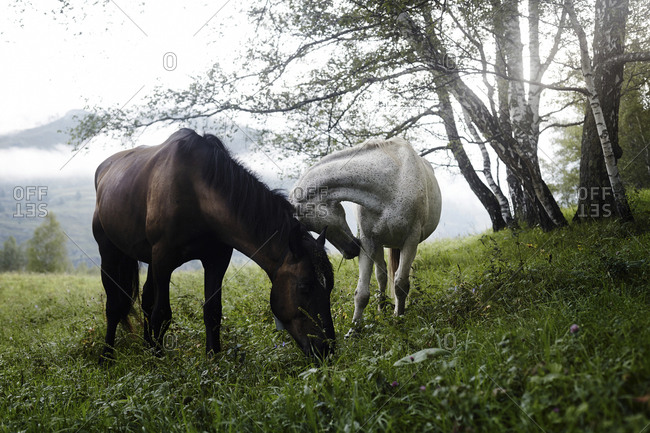 Horses on grassy field during foggy weather