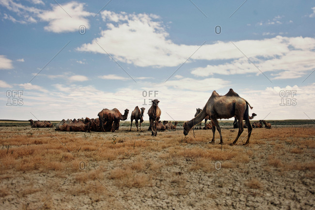 Camels at arid landscape against sky during sunny day