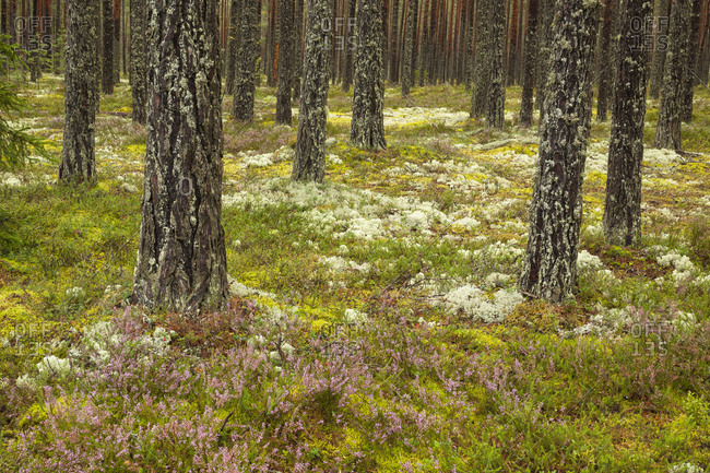 Dru boreal forest in Lahemaa National Park. Dry boreal forests are pure pine forests with cowberry growing under the pines in drier and more nutrient-poor place