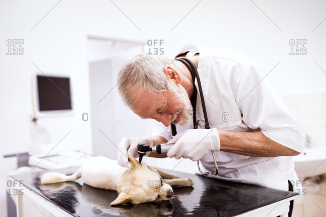 Senior vet examining dog in clinic
