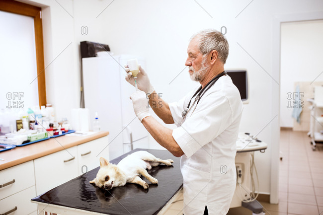 Senior vet preparing an injection for a dog in clinic