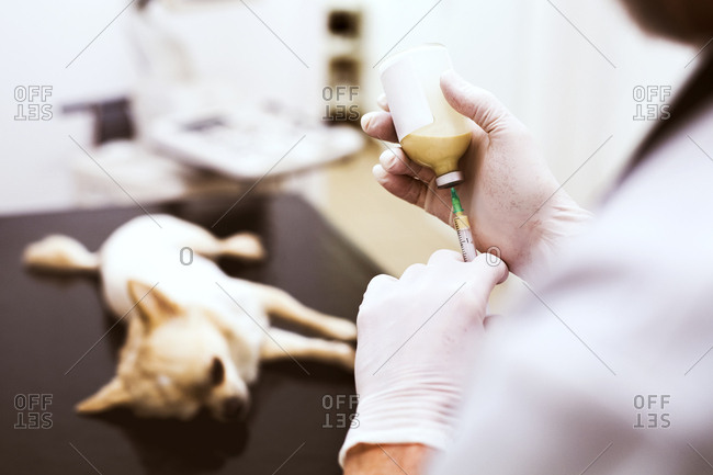 Vet preparing an injection for a dog in clinic
