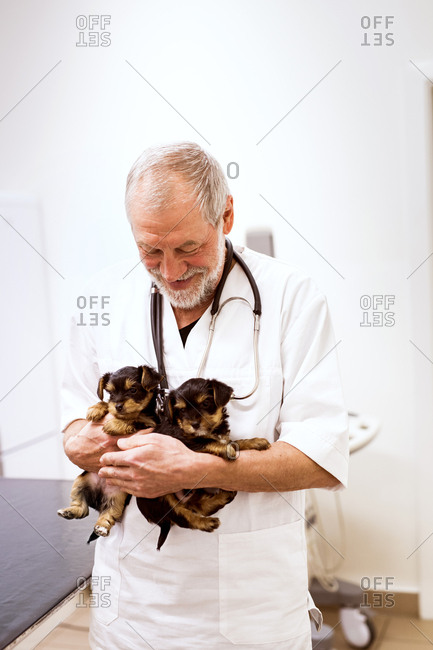 Smiling senior vet holding two puppies in clinic