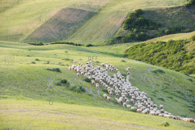 Italy- Tuscany- Val d'Orcia- flock of sheep grazing in meadow