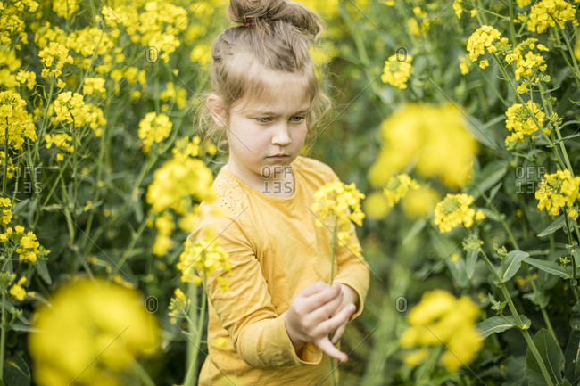 Girl examining plant in rape field