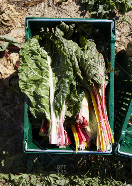 Crate of freshly picked Swiss chard