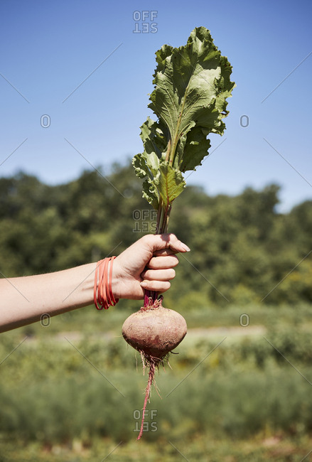 Farmer holding freshly picked beet
