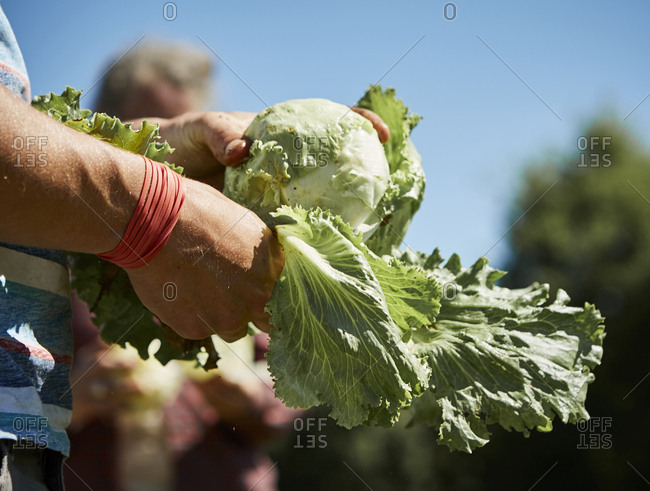 Farm workers picking heads of iceberg lettuce
