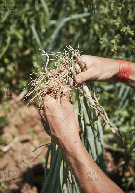 Farm worker picking green onions