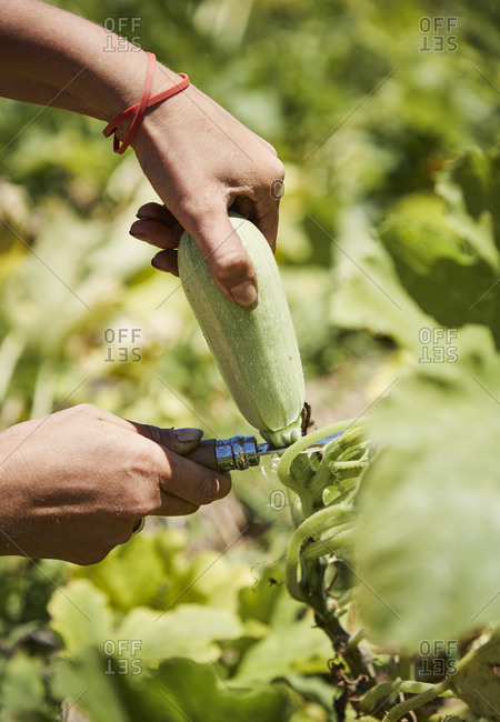 Farmer cutting a summer squash from plant