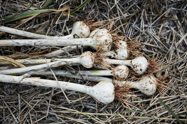 Bunch of freshly harvested garlic on ground