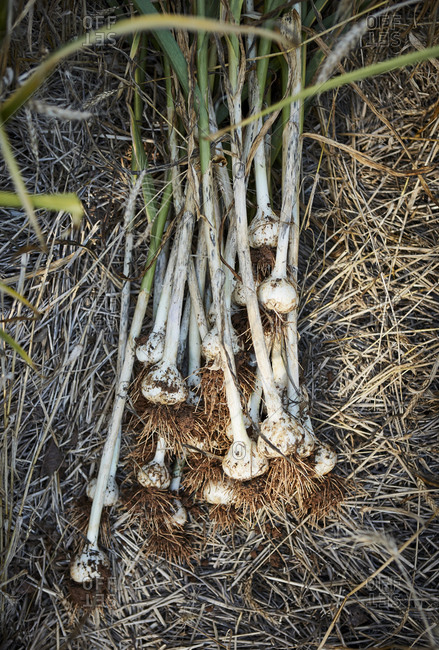 Freshly harvested garlic on ground