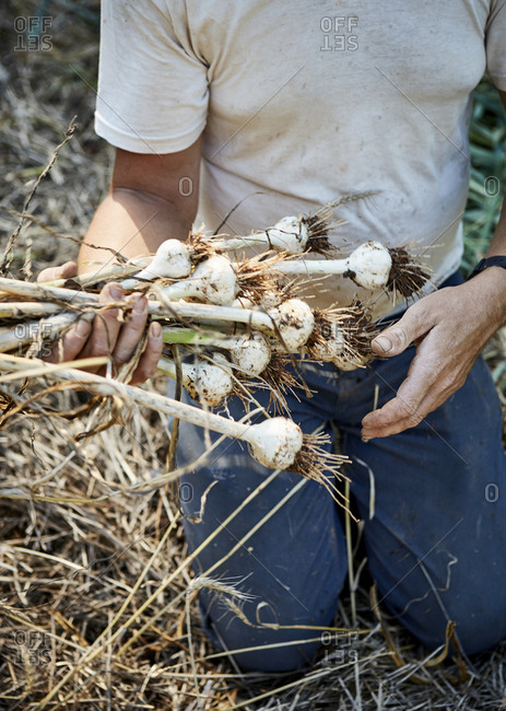 Farmer with a bunch of freshly picked garlic