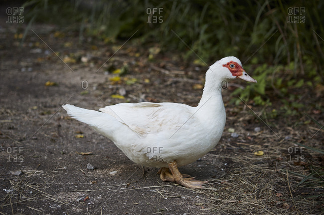 White muscovy duck on grass