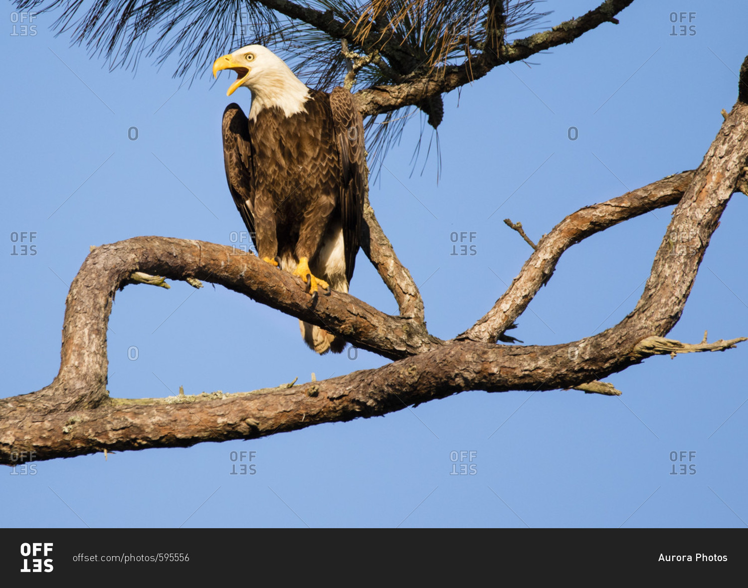 HOLIDAY, FL - MARCH 20, 2017: An adult bald eagle Haliaeetus leucocephalus post sentry near it's nest on the Gulf of Mexico shore in Holiday, FL
