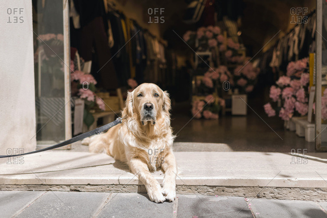 Golden retriever dog lying in front of an open store