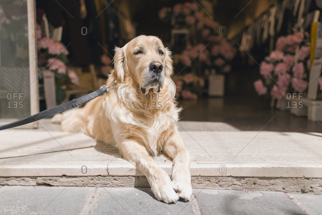 Golden retriever dog lying in doorway of an open store