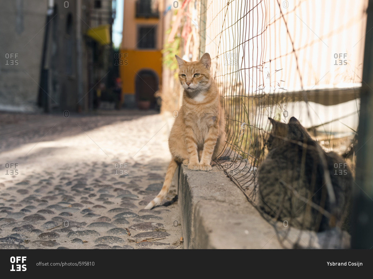 Ginger stray cat sitting in street near fence in Bosa