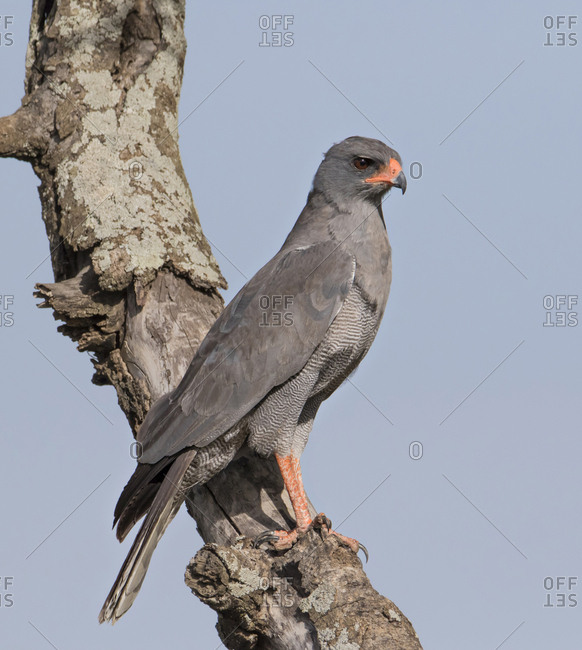 Africa, Tanzania, Serengeti, Dark Chanting Goshawk (Melierax metabates)
