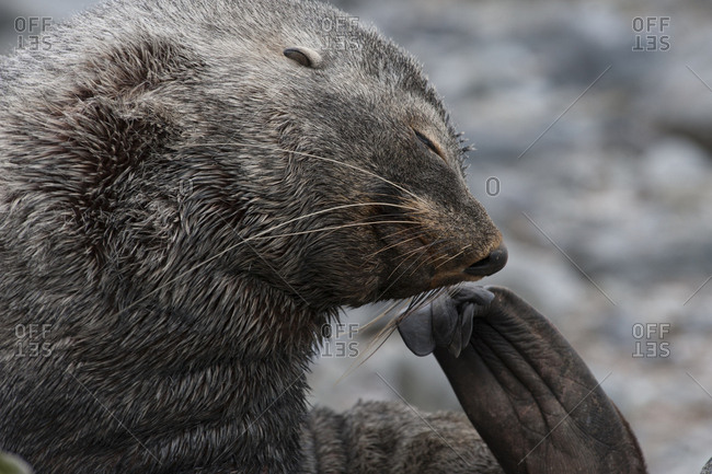 Antarctica, Fur Seal, grooming