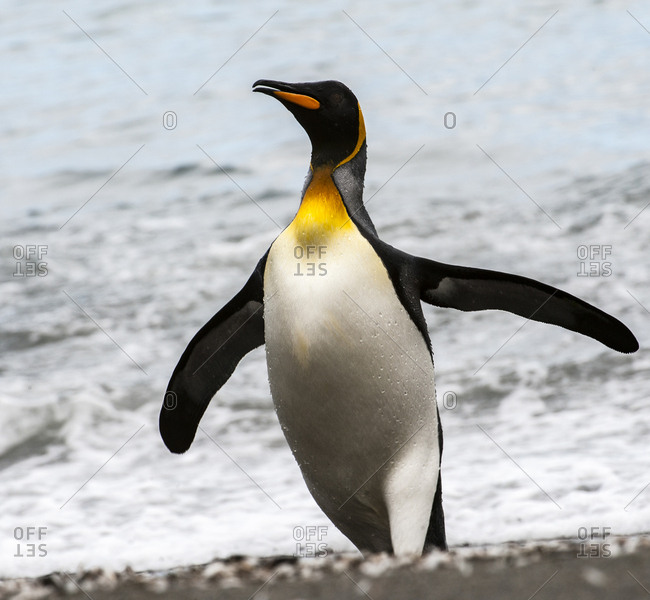 Antarctica, penguin, King