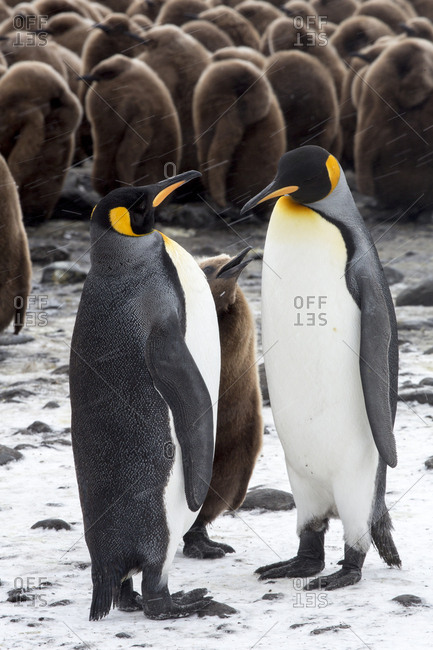 Antarctica, South Georgia Island, Salisbury Plain, King Penguins and Chick