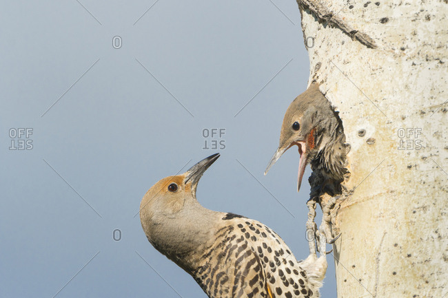 Canada, British Columbia. Adult female Northern Flicker (Colaptes Auratus) feeds a begging chick at nest