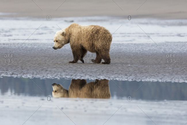 Coastal Grizzly bear (Ursus arctos Horribilis) walks along mud flats, Lake Clark National Park, Alaska
